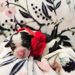 Rose - Tri-color female Cavapoo puppy in Roseville, California from Heavenly Goldendoodles