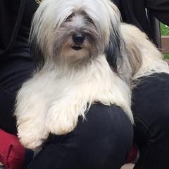 Havana Silk Dog and Poodle Puppies from Havana Silk Romance