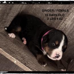 Ginger - Tri-color female Bernese Mountain Dog puppy in Soldiers Grove, Wisconsin from Lonesome Pine Farm