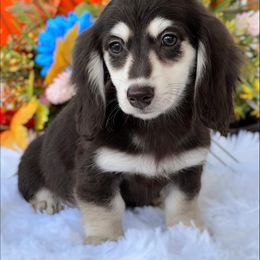 Dachshund Puppies from River Run Dachshunds
