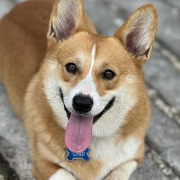 Chip - Pembroke Welsh Corgi