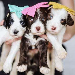 Bernedoodle and Goldendoodle Puppies from Best Quality Doodles