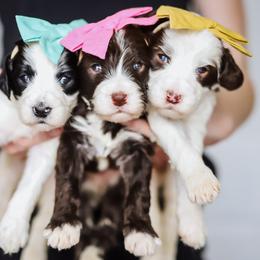 Bernedoodle and Goldendoodle Puppies from Best Quality Doodles
