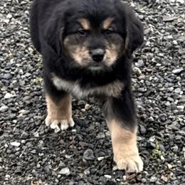 Female - female Golden Mountain Dog puppy in Tacoma, Washington from Canyon Meadows Farm