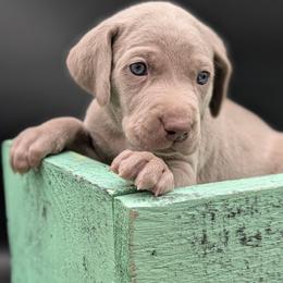 Callie - Silver gray female Weimaraner puppy in Evart, Michigan from Drehbar Weimaraners