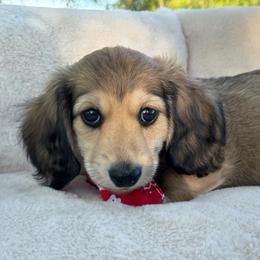 Crush - Cream male Dachshund puppy in Ontario, Oregon from Get A Long Little Doggie