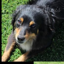 Tipper - Miniature Australian Shepherd