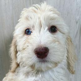Goldendoodle Puppies from 24 Karat Doodles