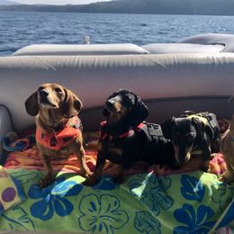 Dachshunds from Woyak Weenies