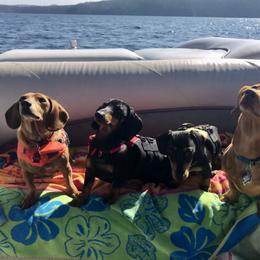 Dachshunds from Woyak Weenies
