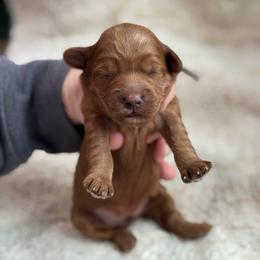 Murphy - Red  male Goldendoodle puppy in Wharton, Texas from Little Fur Friends