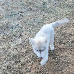 Siberian Husky Puppies from Spirit of the Moon Siberians