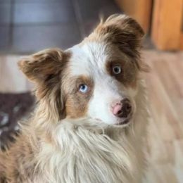 Assorted Doodle Crosses and Aussiedoodles from Louisiana Doodles LLC