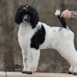 Poodle Puppies from Antigua Standard Poodles