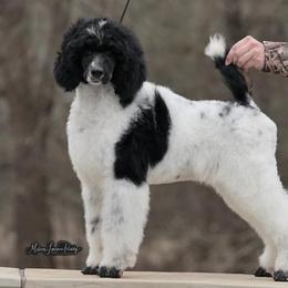 Poodle Puppies from Antigua Standard Poodles