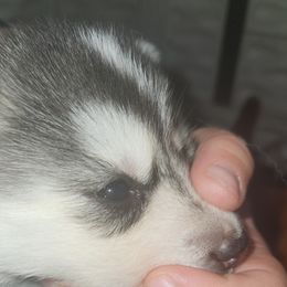 Siberian Husky Puppies from Spirit of the Moon Siberians