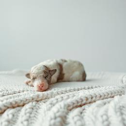 Twist - Brown merle male Aussiedoodle puppy in Inman, South Carolina from Dark Corner Doodles