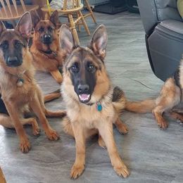German Shepherd Puppies from Shield Kennels LLC