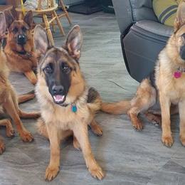 German Shepherd Puppies from Shield Kennels LLC