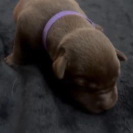 Purple - Chocolate female Labrador Retriever puppy in Kinta, Oklahoma from Beaver Creek Kennels