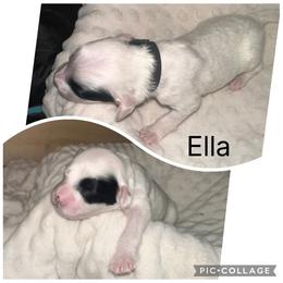 Portuguese Water Dog Puppies from Purely Opal
