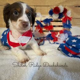 Dachshund Puppies from Shiloh Ridge Dachshunds