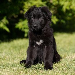 Red Ribbon - Black male German Shepherd puppy in Howard City, Michigan from Sherman's Shepherds