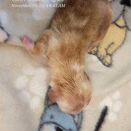 Dachshund Puppies from CLARK'S BREEDING PROGRAM