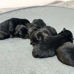 Scottish Terrier Puppies from Heart of America Scotties