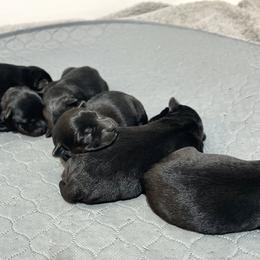 Scottish Terrier Puppies from Heart of America Scotties