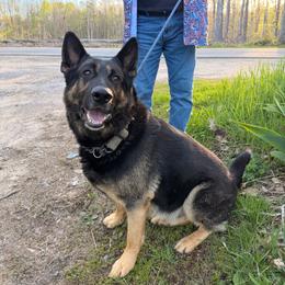 Flex - German Shepherd