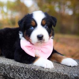 Noelle - Blue merle female Australian Shepherd puppy in Georgetown, Texas from River Reign Australian Shepherds