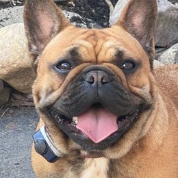 Georgia - French Bulldog