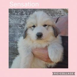 Sensation- light pink collar - White and badger female Great Pyrenees puppy in Mikado, Michigan from Brittain Family Farm
