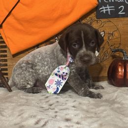 Female 7 - Liver roan female German Shorthaired Pointer puppy in Kathleen, Florida from Alex Yates GSP's