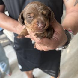 Chanel - Chocolate and tan female Dachshund puppy in Tomball, Texas from Gutierrez House of Doxies