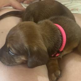 Dachshund Puppies from Lolley Dachshunds