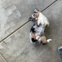 Miniature Australian Shepherd Puppies from SOCAL AUSSIES