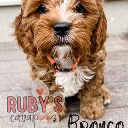 Cavapoo Puppies from Ruby's Cavapoos