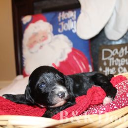 Cocoa - Bernedoodle puppy from B&K Doodles, LLC
