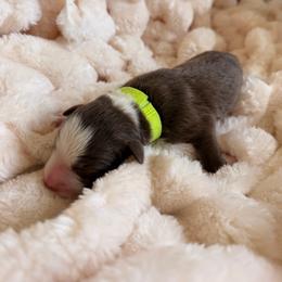 Gible - Chocolate male Border Collie puppy in Hephzibah, Georgia from Astoria Border Collies