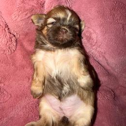 Delilah - Liver and white female Shih Tzu puppy in Bakersfield, California from Little pumpkin Shih Tzu’s