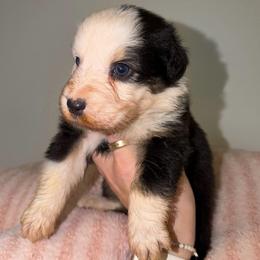 Pina Colada - Black tri-color female Australian Shepherd puppy in Anniston, Alabama from All Hale Aussies