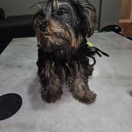 Juicey - Black and tan male Yorkshire Terrier puppy in Dunwoody, Georgia from PB Legacy Yorkies