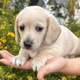 Haven (Girl 2) - Cream female Dachshund puppy in Corona, California from M & M Doxies