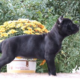 Pink collar - Black female Cane Corso puppy in Caliente, California from Rafter Cross 7