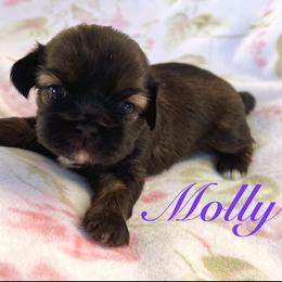 Molly - Red and tan female Shih Tzu puppy in Hemet, California from Aloha Shih Tzu