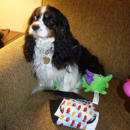 JACK - Cavalier King Charles Spaniel