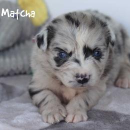Matcha - Blue merle female Miniature Australian Shepherd puppy in Garden Plain, Kansas from Krazy K Aussies