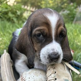 Baby lime green - Black brown and white male Basset Hound puppy in Meyersdale, Pennsylvania from Susan's Basset Hounds